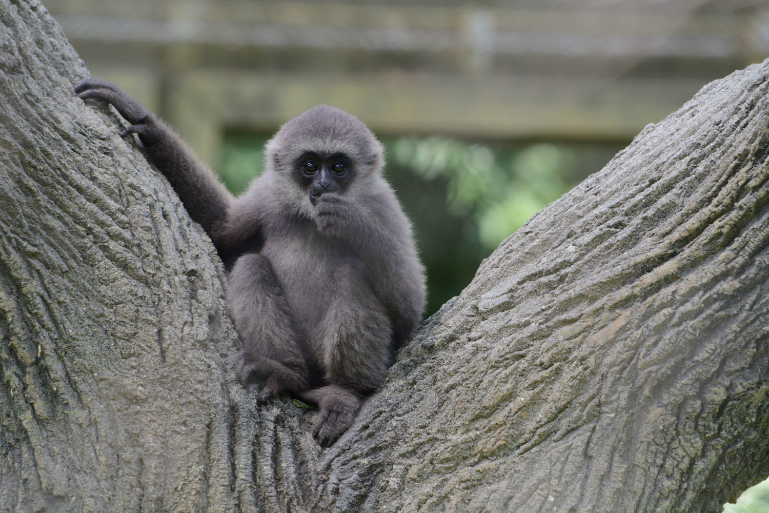 Greensboro Science Center gibbon.jpg